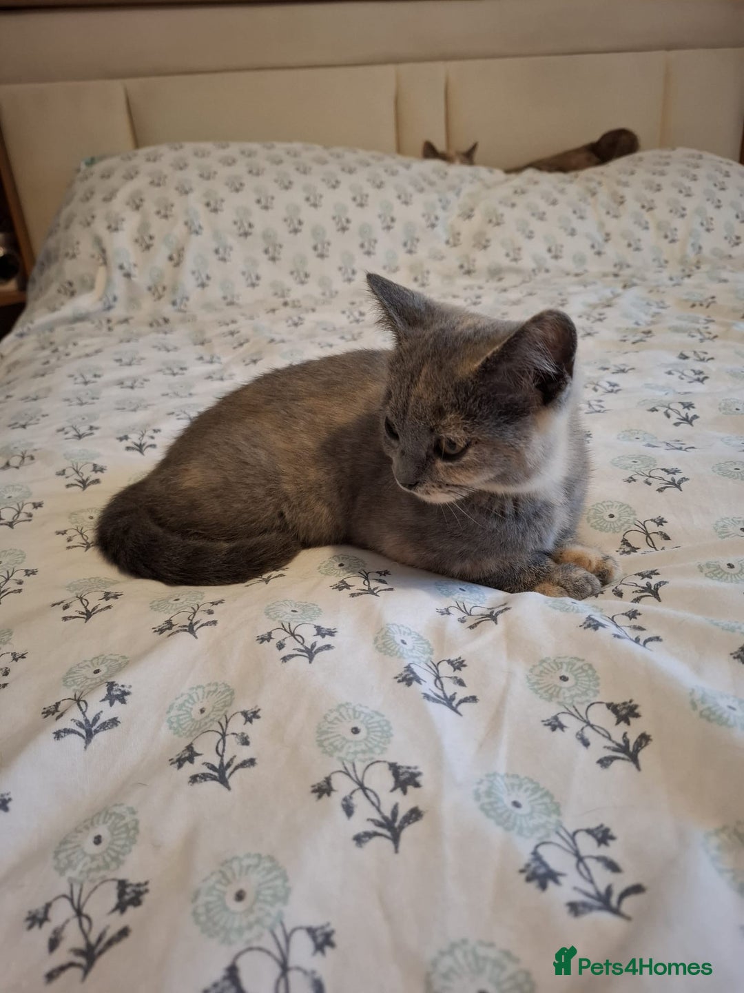 British Shorthair cats for sale: 5 BSH kittens available - Image 3