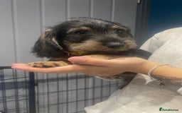 Dachshund dogs for sale: Kc registered standard wirehaired dachshund  - Image 5