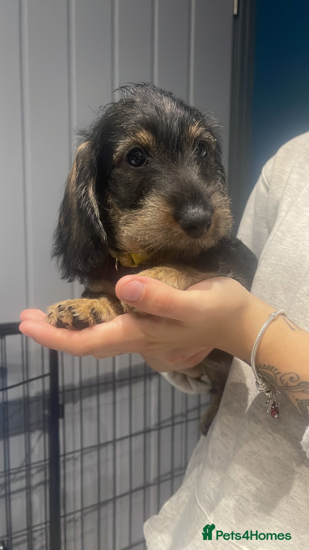 Dachshund dogs for sale: Kc registered standard wirehaired dachshund  - Image 5