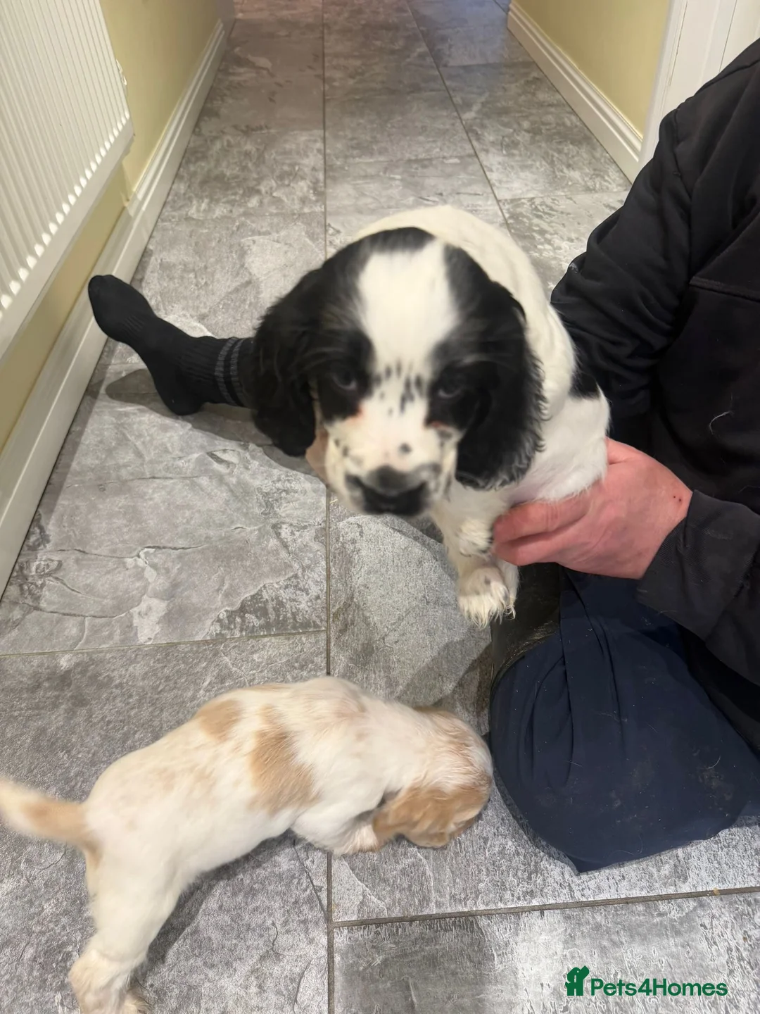 Cocker Spaniel dogs for sale: OUTSTANDING ADORABLE SHOW TYPE COCKER SPANIEL  - Advert 31