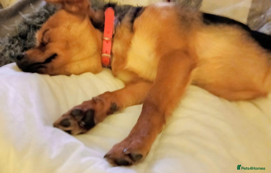 Mixed Breed dogs for sale: REHOMIG A BEAUTIFLY LITTLE FURBABY approx 6years  - Advert 5