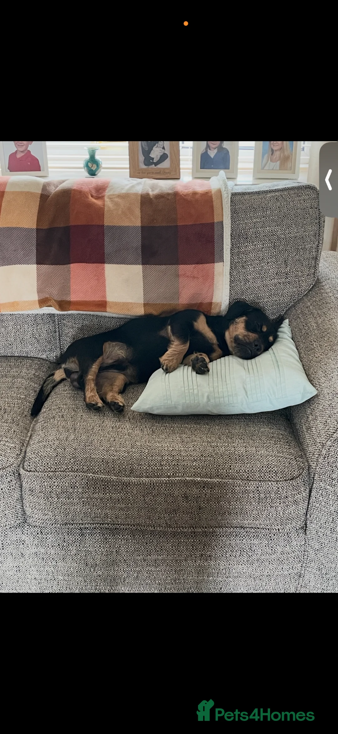Mixed Breed dogs for sale: Charlie looking for a new home - Advert 4