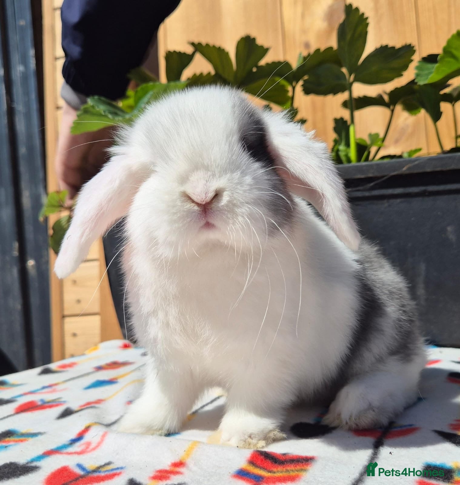 Mini Lop rabbits Mini Lop Bunnies Ready This Friday 01/04/26 - Advert 1