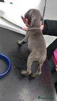 Staffordshire Bull Terrier dogs - Advert 11