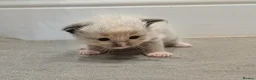Ragdoll cats for sale: Beautiful Ragdolls - Advert 22