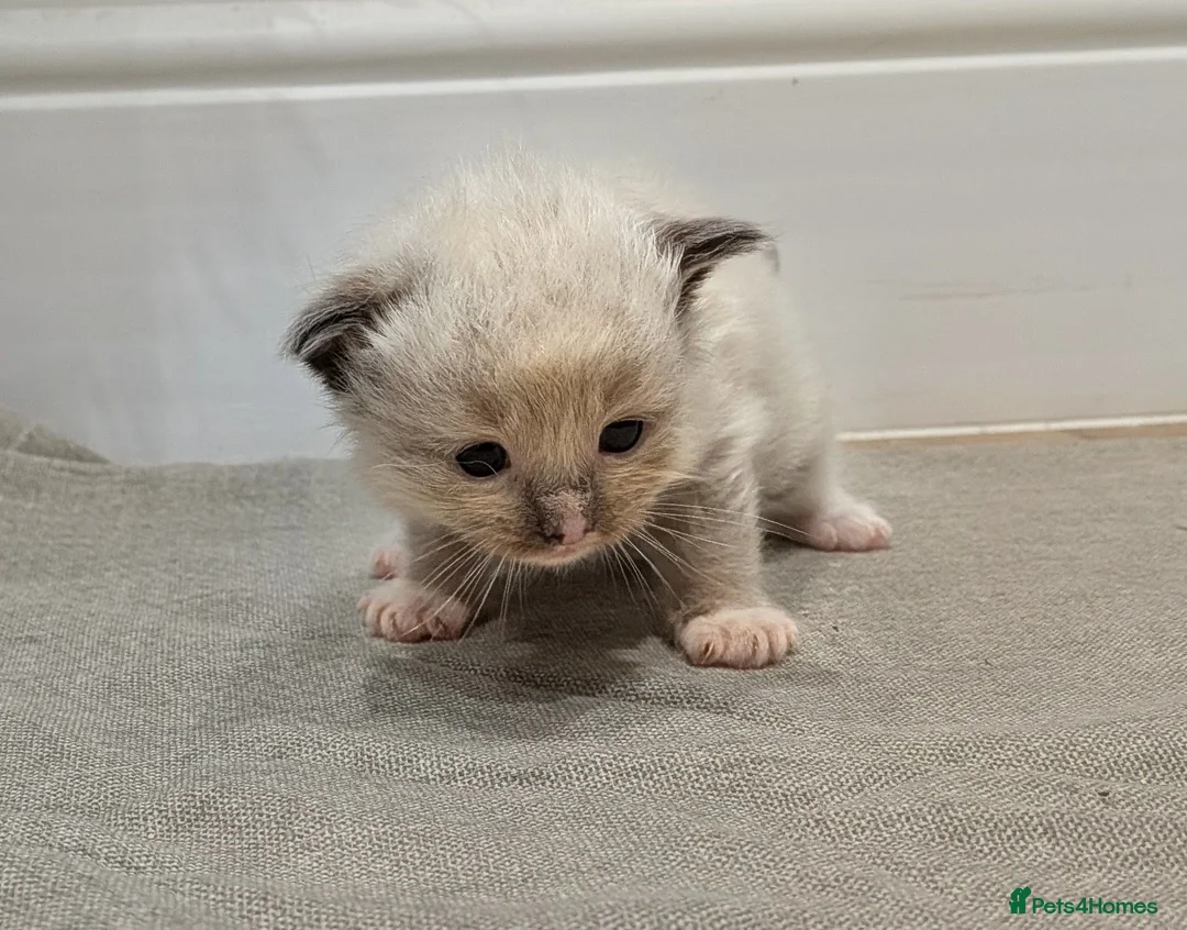 Ragdoll cats for sale: Beautiful Ragdolls - Advert 22