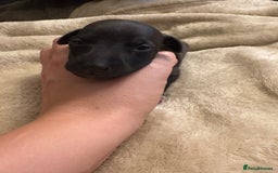 Italian Greyhound dogs for sale: KC Italian Greyhound Puppies  - Image 25