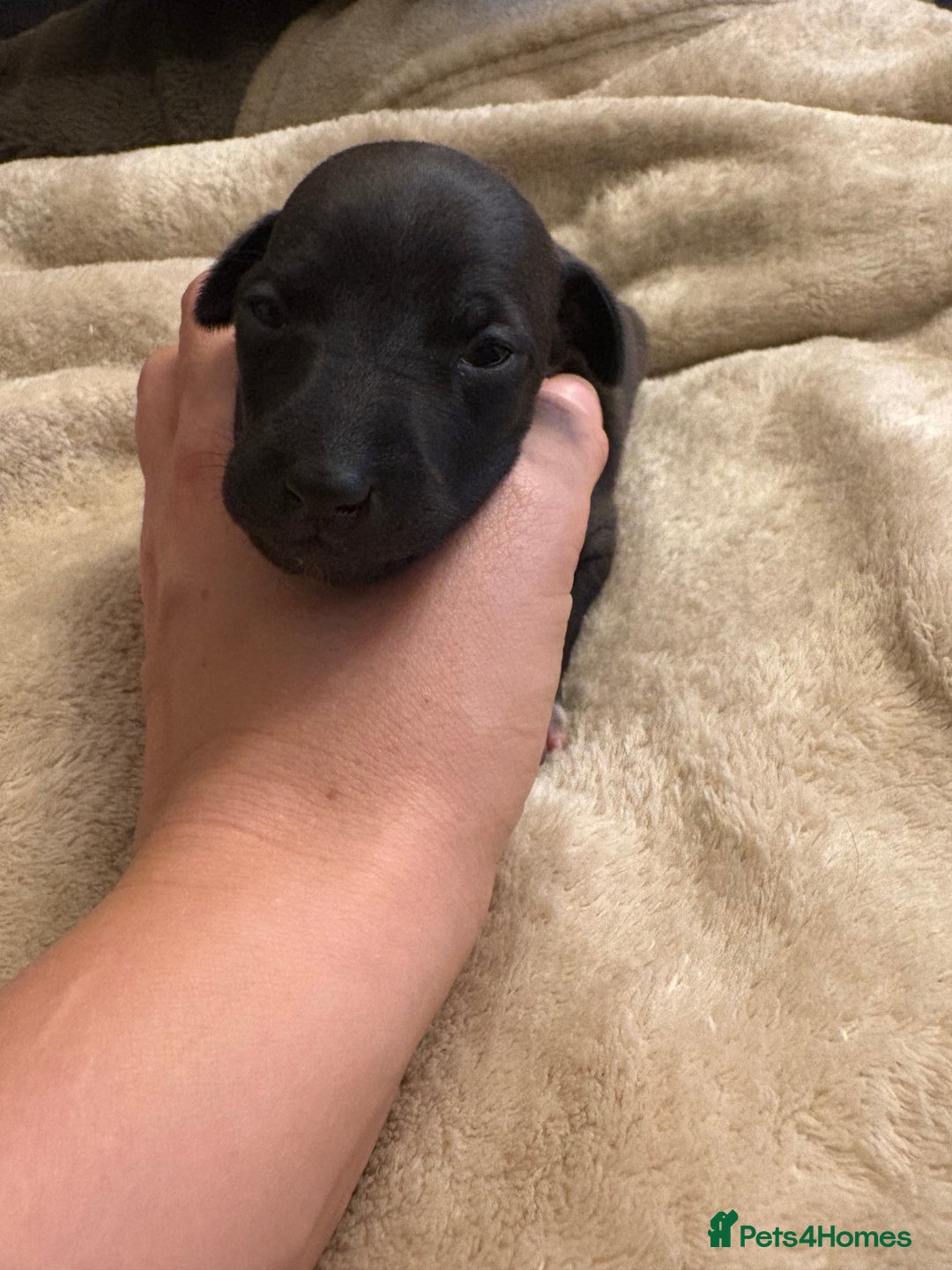 Italian Greyhound dogs for sale: KC Italian Greyhound Puppies  - Image 25