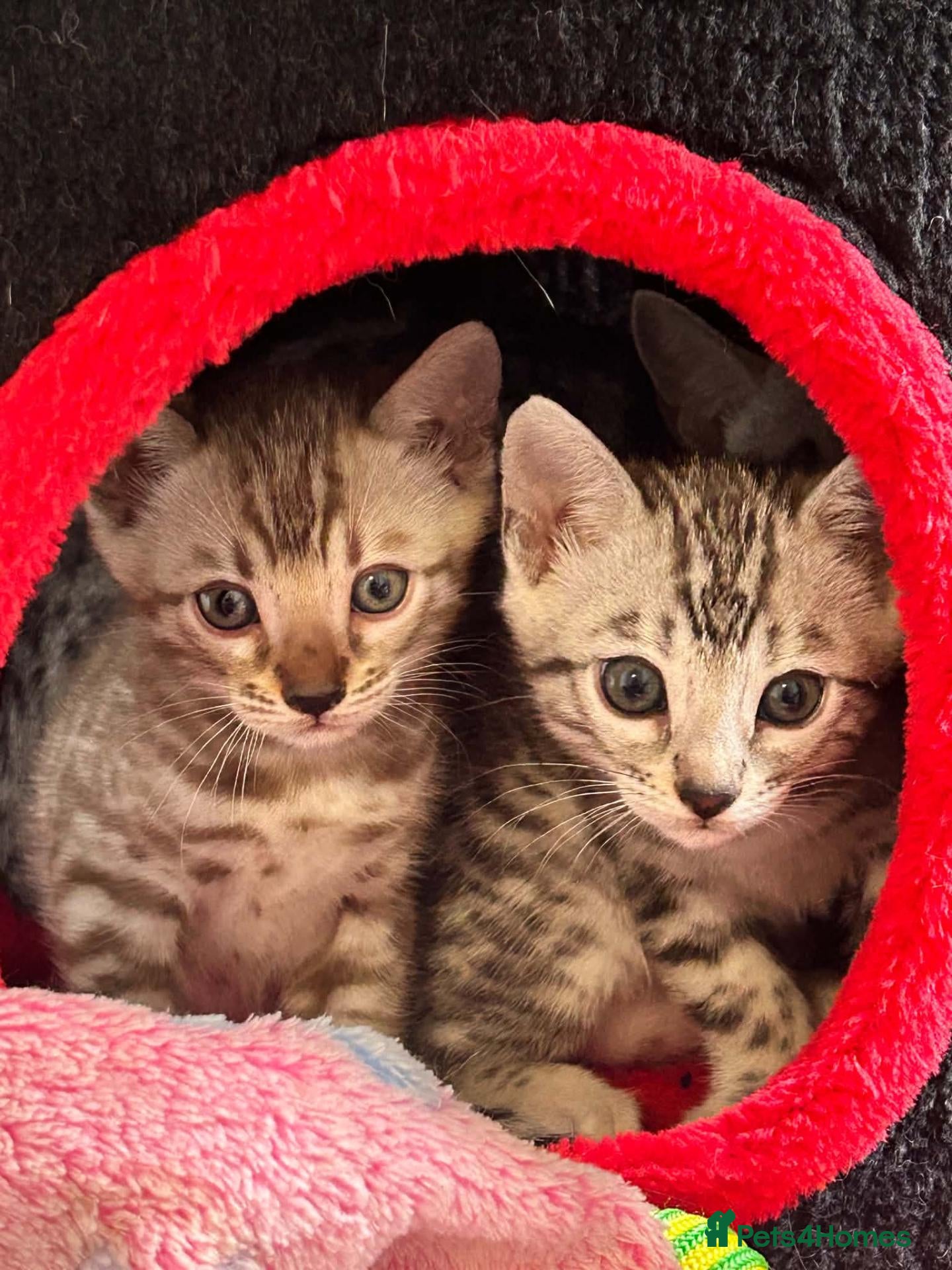 Bengal cats Championship F6 Beautiful Bengal Kittens ❤️ - Advert 5