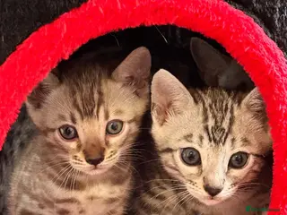 Bengal cats Championship F6 Beautiful Bengal Kittens ❤️ - Advert 5