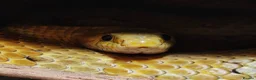 Corn Snake reptiles for sale: Beautiful male corn snake. - Advert 5