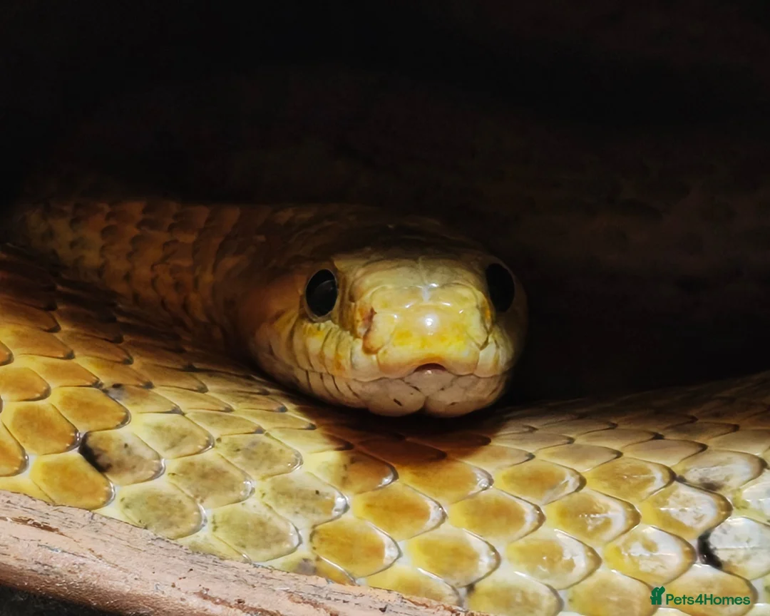 Corn Snake reptiles for sale: Beautiful male corn snake. - Advert 5