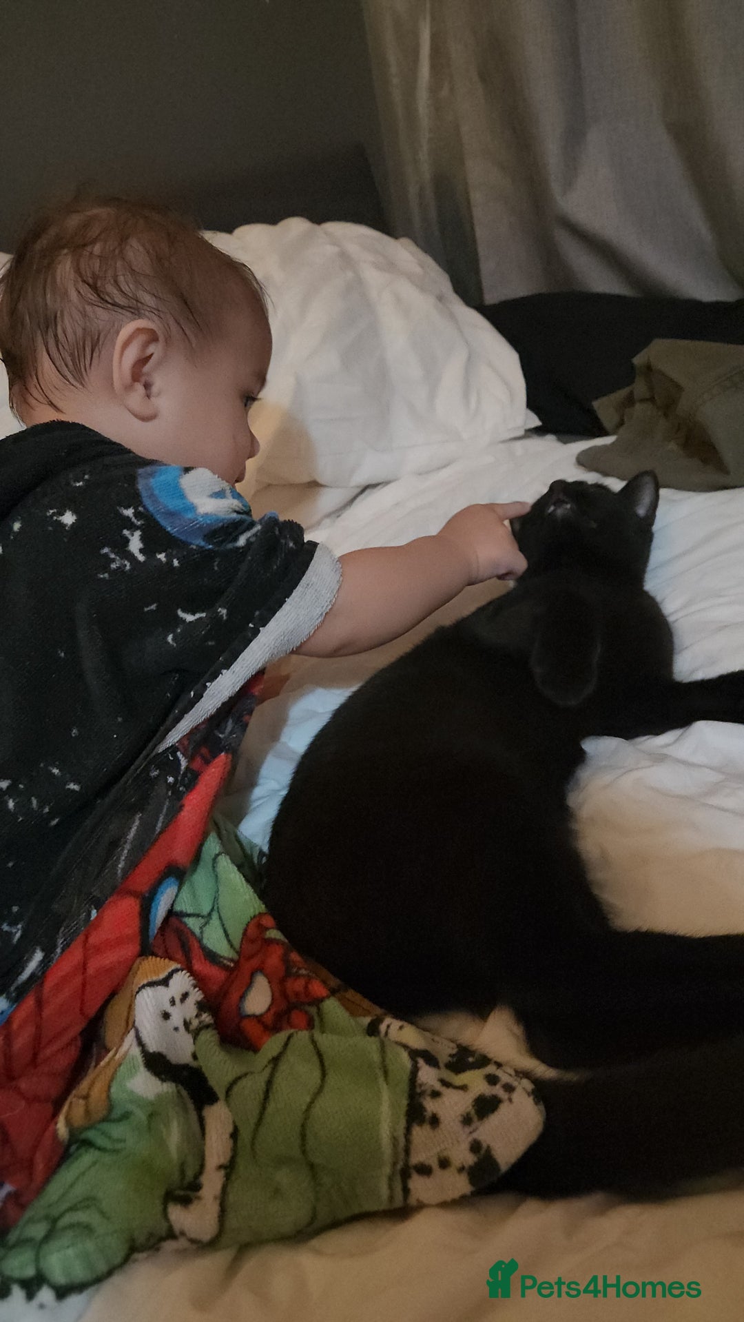Domestic Shorthair cats for sale: Free neutered family friendly cat for a good home  - Image 8
