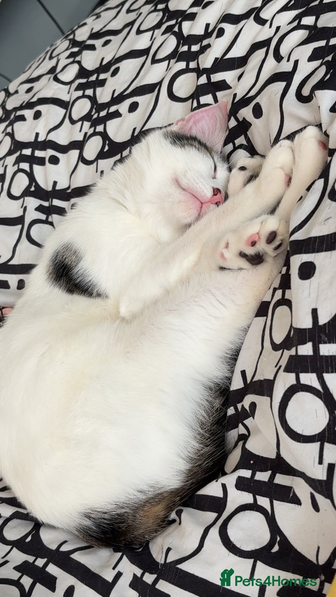 Mixed Breed cats for sale: Male kitten looking for his forever home free - Image 4