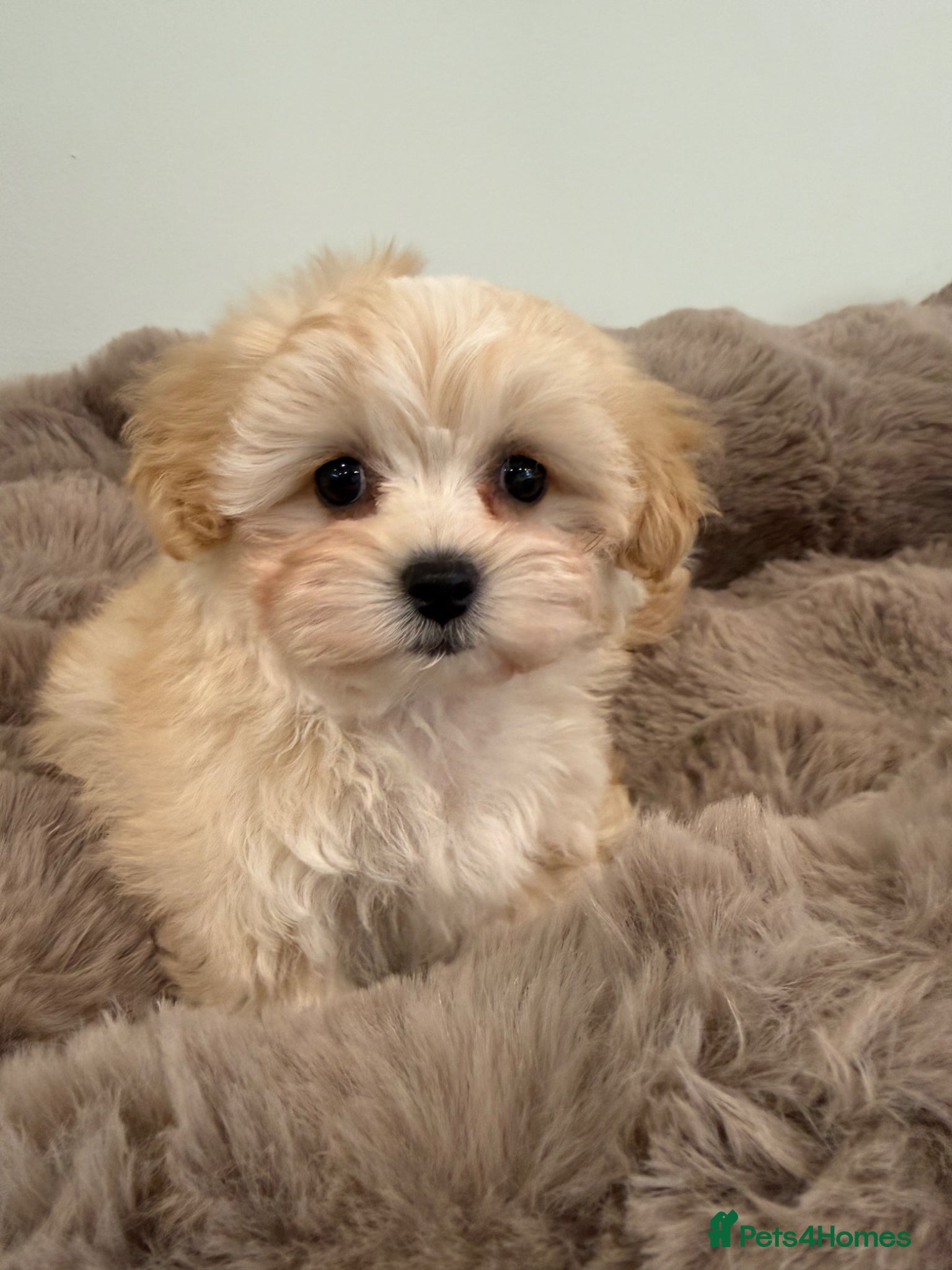 Maltipoo dogs Korean lined, f1. Fully dna & health tested   - Advert 4