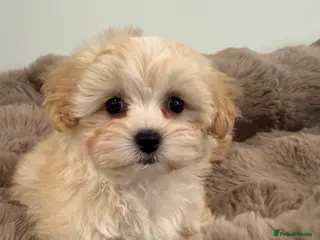 Maltipoo dogs Korean lined, f1. Fully dna & health tested - Advert 1