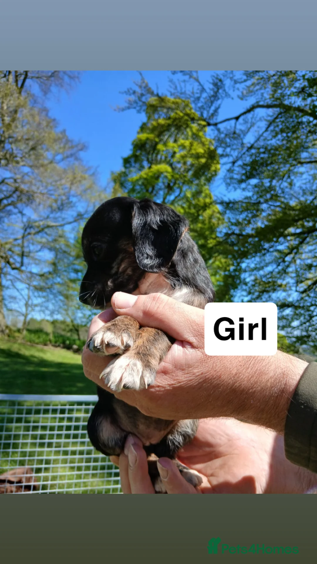 Mixed Breed dogs for sale: 3/4 cocker 1/4 whippet in Leominster - Advert 2