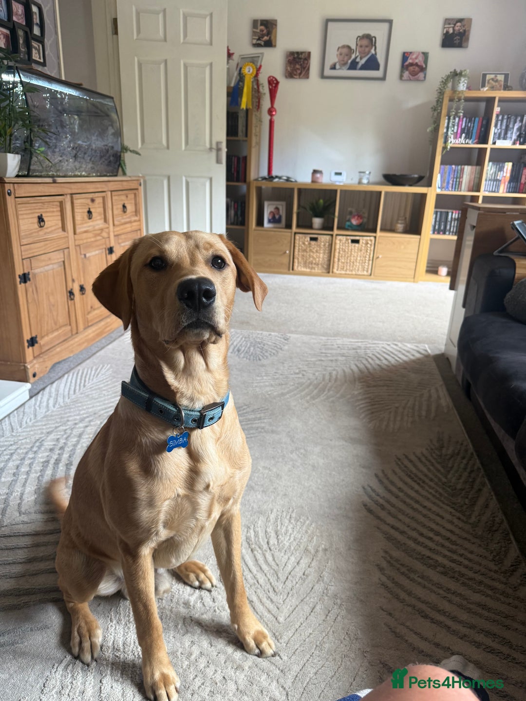 Labrador Retriever dogs for sale: 12 month old male Labrador retriever  - Image 1