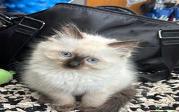 Ragdoll cats for sale: Ragdoll male kitten  milo very affectionate  - Image 4