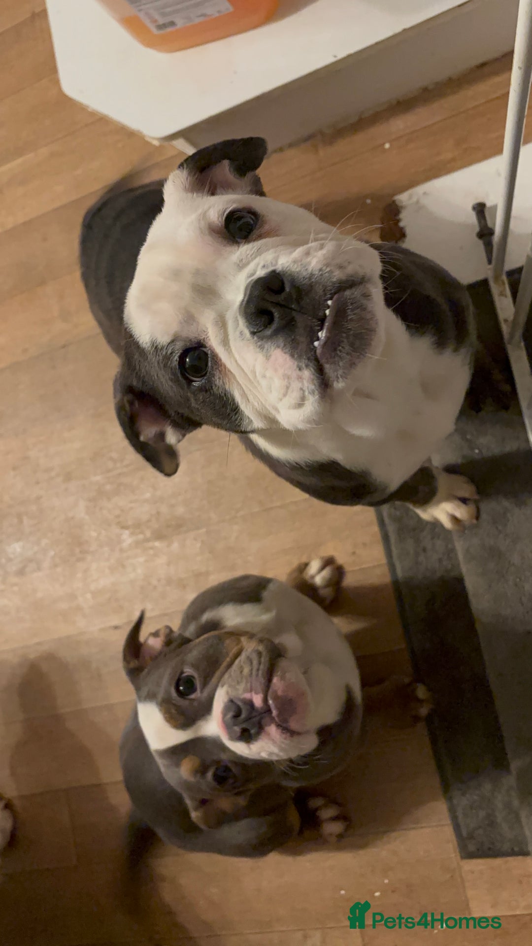 Olde English Bulldogge dogs for sale: Olde English bulldogs - Advert 13