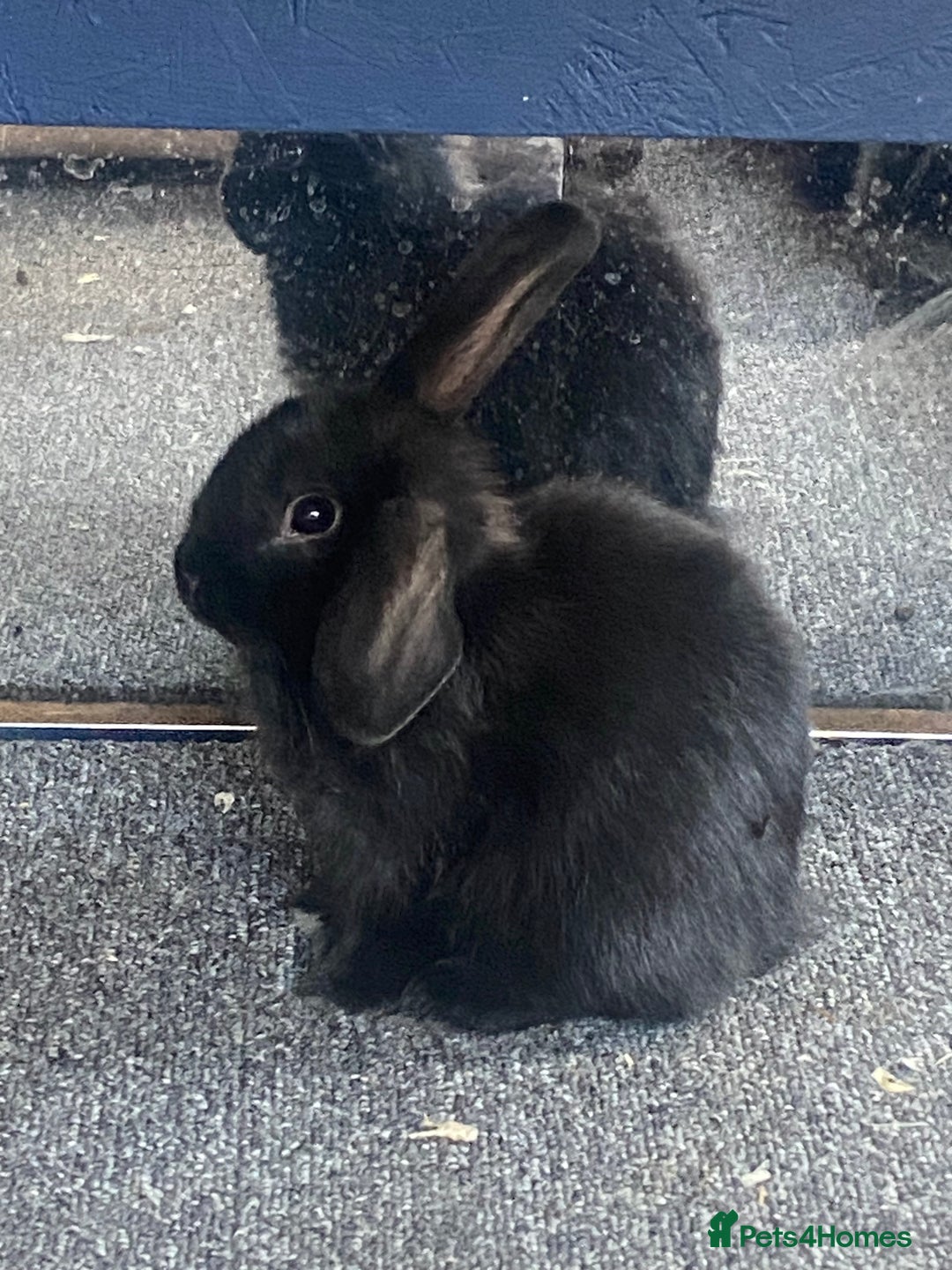 Mini Lop rabbits for sale: Black female mini lop buns  - Advert 5
