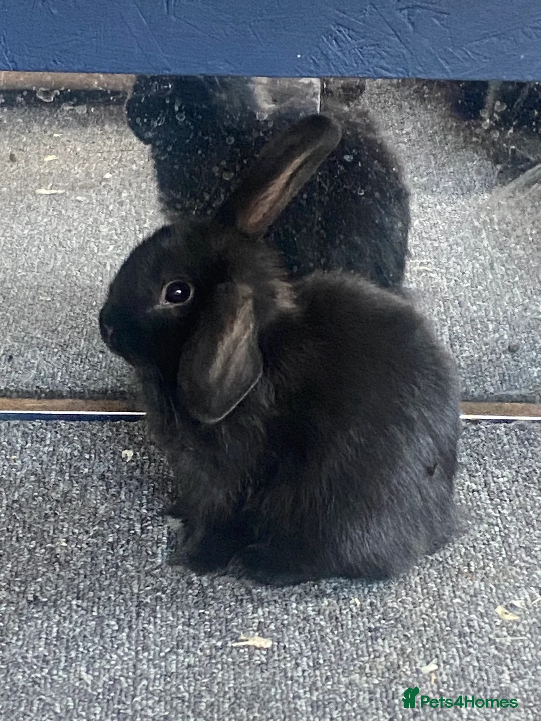 Mini Lop rabbits for sale: Black female mini lop buns  - Advert 5