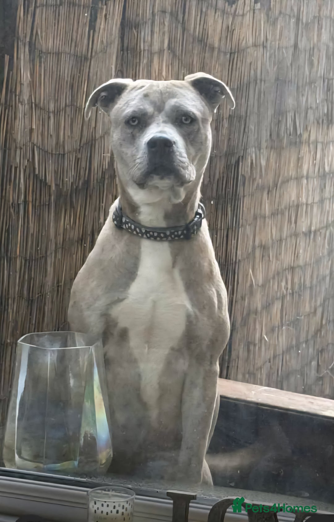 Cane Corso dogs for sale: Female cane corso cross - Advert 2