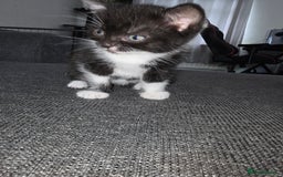 Mixed Breed cats for sale: Mixed breed 1 female  - Image 1