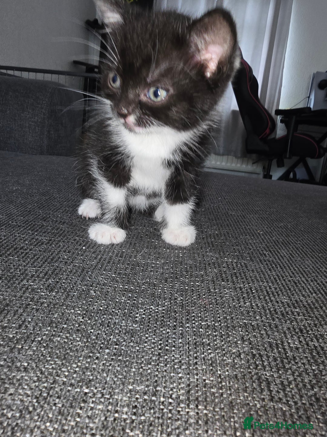 Mixed Breed cats for sale: Mixed breed 1 female  - Image 1