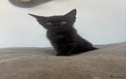 Bengal cats for sale: Two Bengal blue/melanistic kittens - Image 8