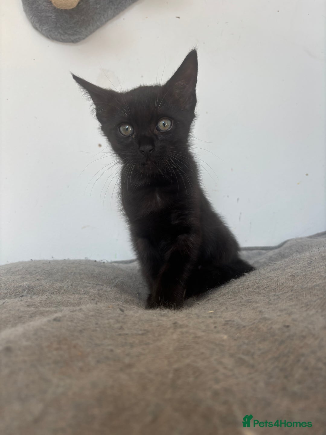 Bengal cats for sale: Two Bengal blue/melanistic kittens - Image 8