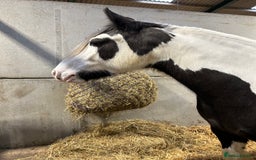 Irish Cob horses for sale: Dolly  - Image 3