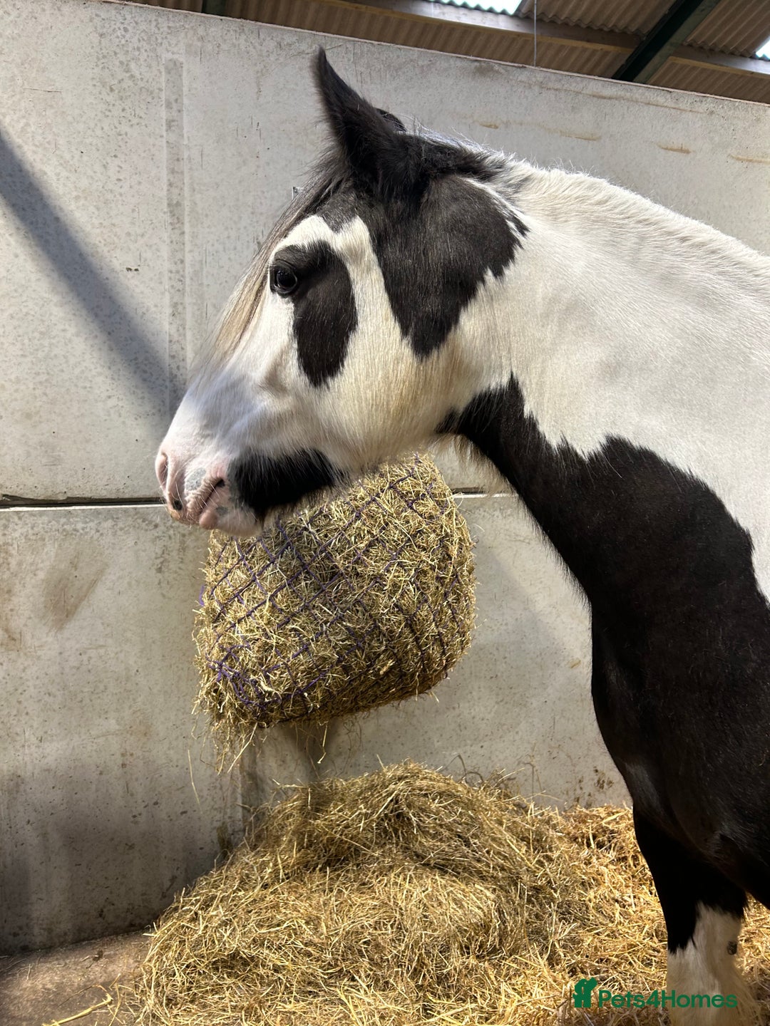 Irish Cob horses for sale: Dolly  - Image 3