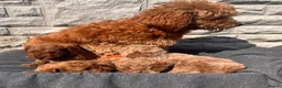 Toy Poodle dogs for sale: Beautiful red toy poodles  - Advert 14