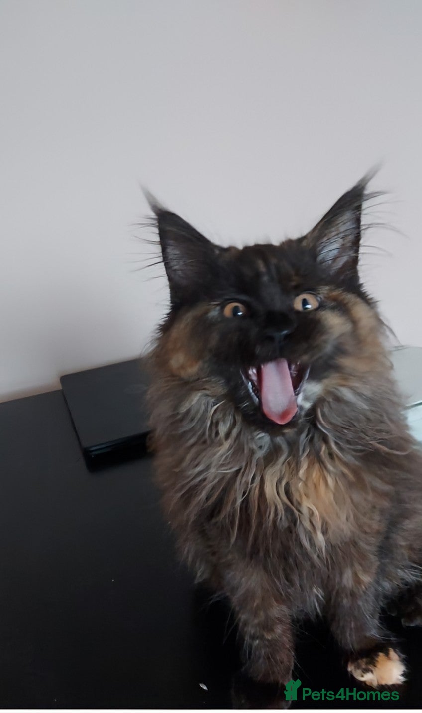 Maine Coon cats LAST GIRL!!!  MAINE COON KITTENS/DNA/GCCF  - Advert 1