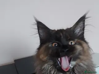 Maine Coon cats LAST GIRL!!! MAINE COON KITTENS/DNA/GCCF - Advert 2