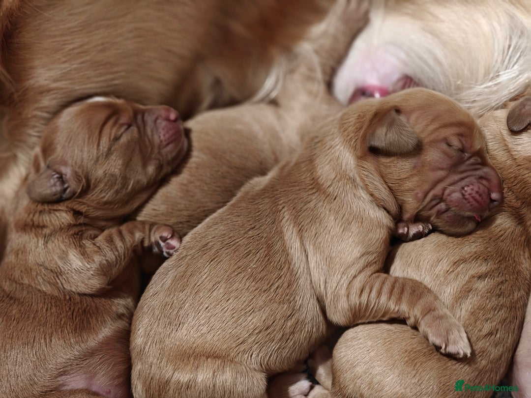 Mini Goldendoodle dogs for sale: Stunning home-bred F1 Goldendoodles,KC REG parents - Advert 13