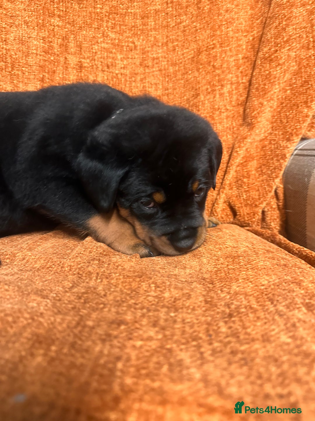 Rottweiler dogs for sale: 1 female beautiful Rottweiler puppy - Advert 5