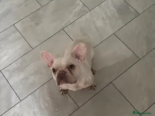 French Bulldog dogs Beautiful girl looking for her perfect home 🩷 - Advert 3