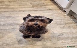 Mixed Breed dogs for sale: Female shit poo dog  - Image 9