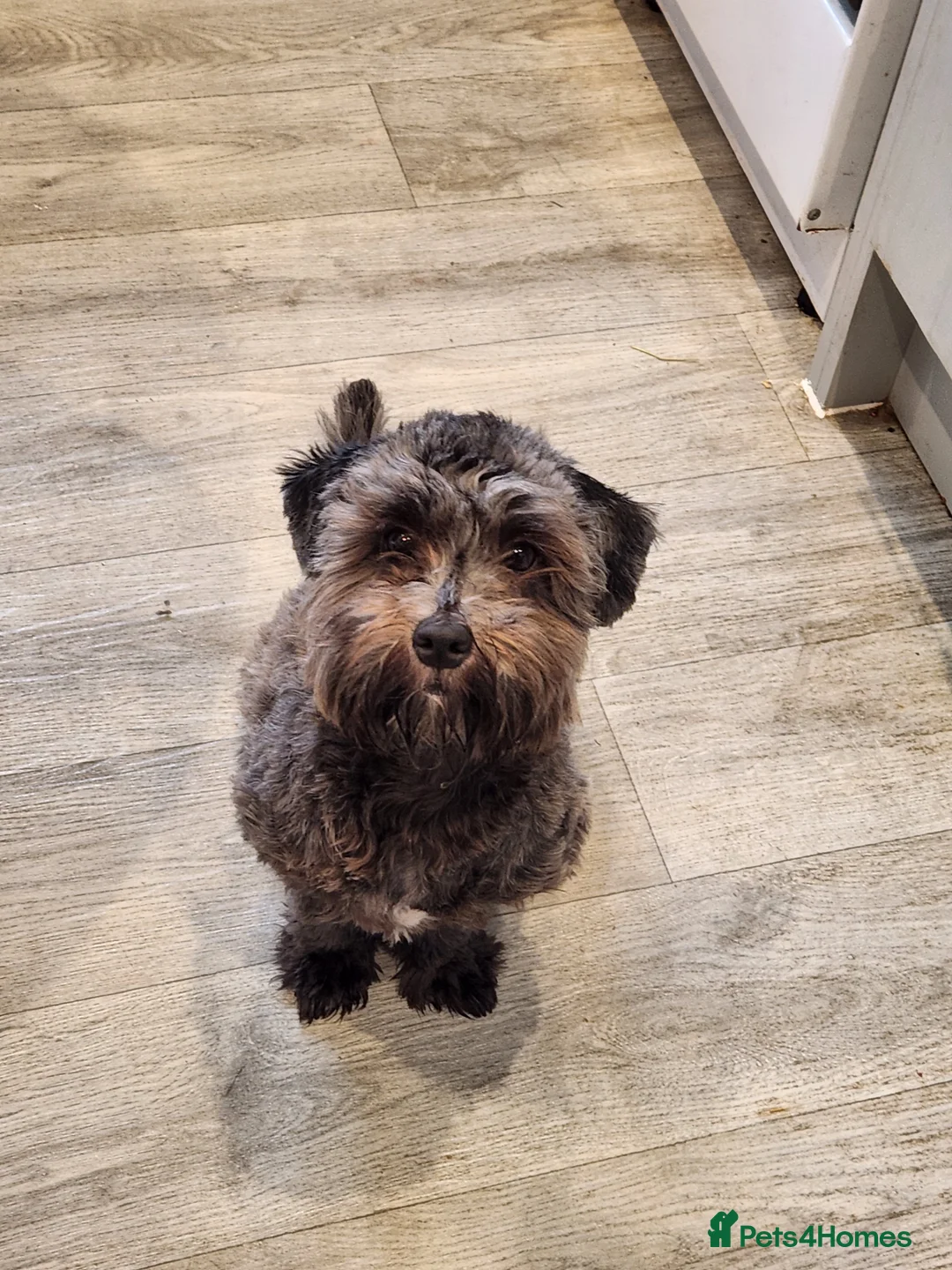 Mixed Breed dogs for sale: Female shit poo dog  in Wakefield - Advert 1