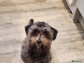 Mixed Breed dogs Female shit poo dog - Advert 19