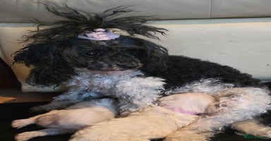 Toy Poodle dogs - Advert 9