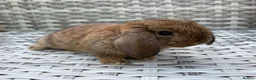 Mini Lop rabbits for sale: Pure bred mini lops - Advert 31