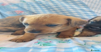 Mixed Breed dogs - Advert 8