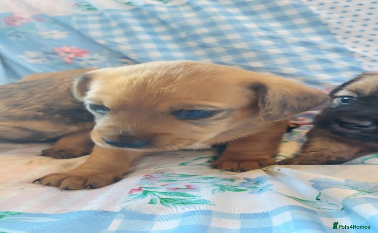 Mixed Breed dogs - Advert 10