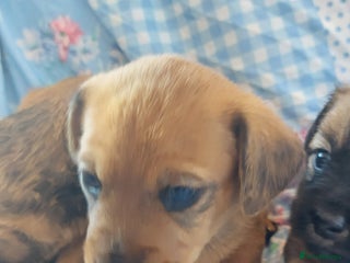 Mixed Breed dogs - Advert 1