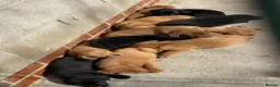 Labrador Retriever dogs for sale: Extensively Health Tested Labrador Puppies - Advert 5
