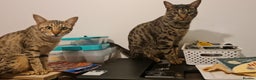 Savannah cats for sale: My Girl needs a new home - Advert 2
