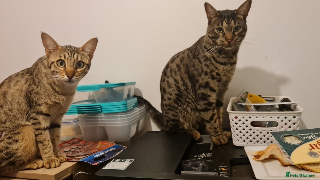 Savannah cats for sale: My Girl needs a new home - Advert 2